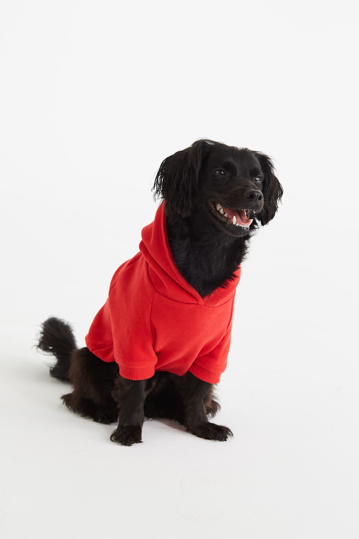 Reflect Studio Hundehoodie // Koala // Rot