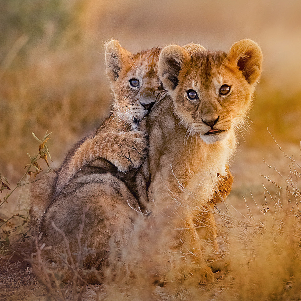 WWF-Patenschaft