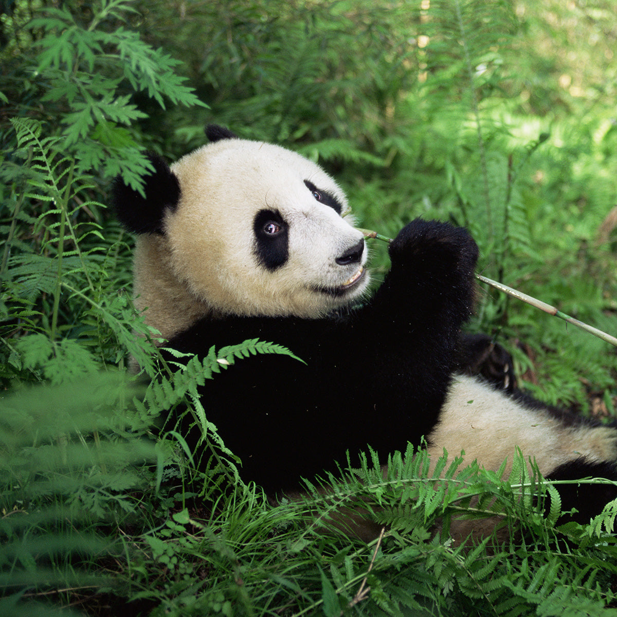 WWF-Mitgliedschaft