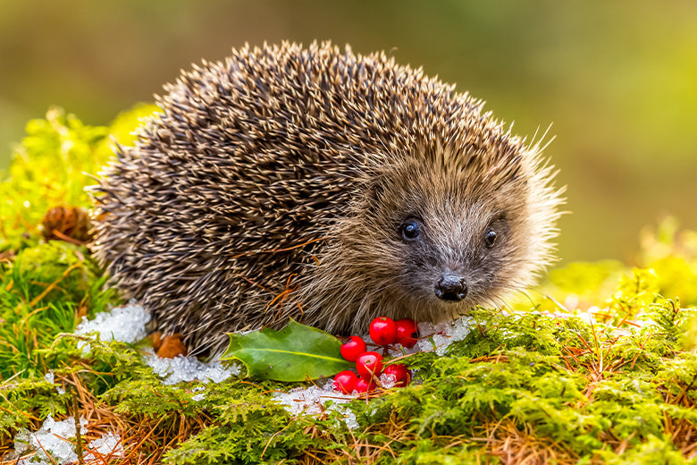 Tiere auf der Wiese
